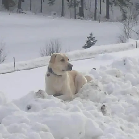 Rutscherhof Comfortable