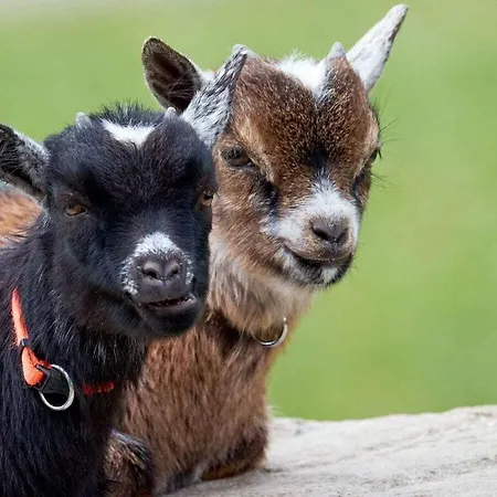 Rutscherhof Comfortable Сasa de vacaciones Breitnau